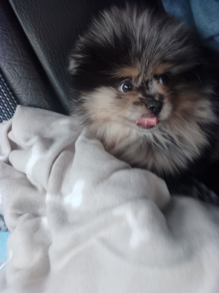 Pomeranian bluemerle