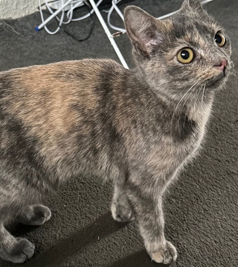 2 beautiful 5 month old kittens for sale