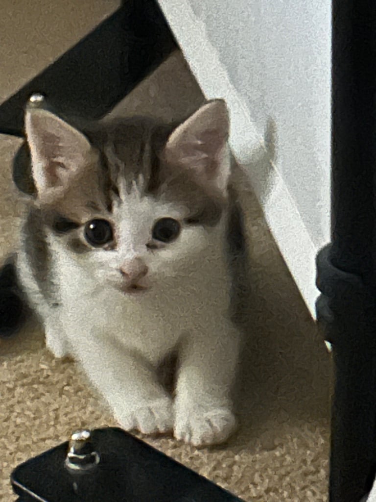 Kitten for sale