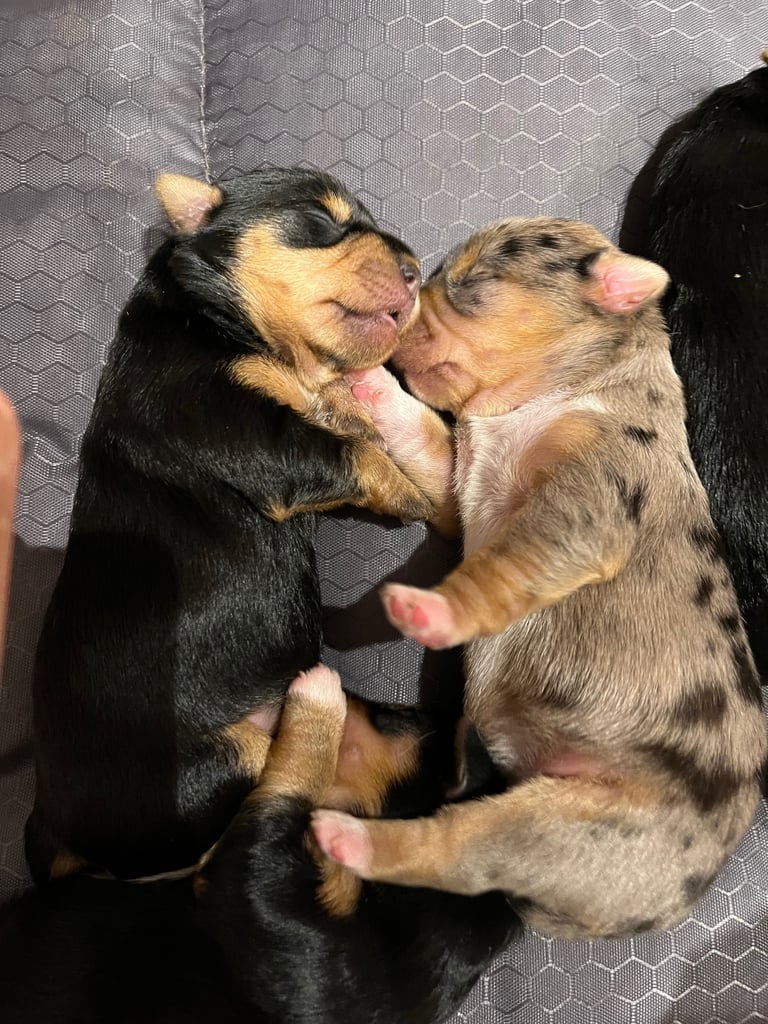 Yorkshire terrier puppy one girl available 