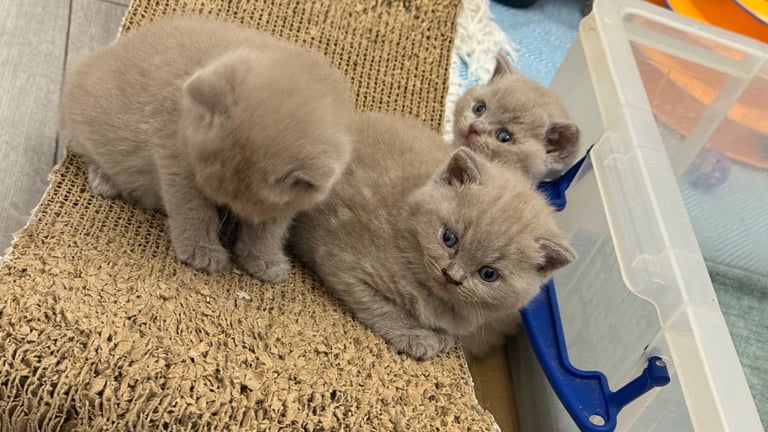 Pedigree BSH kittens 