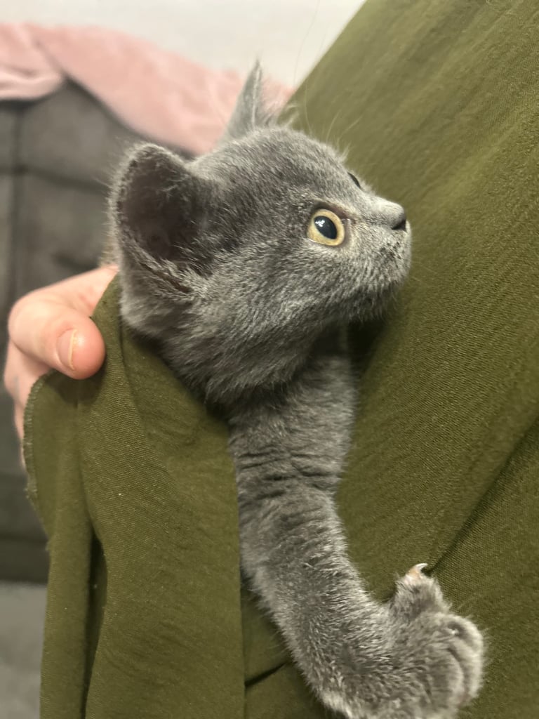 Kitten British shorthair 1 boy 1 girl left 