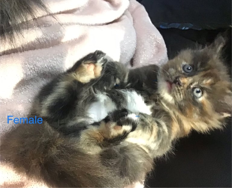 Ragdoll-Maincoon mix kittens