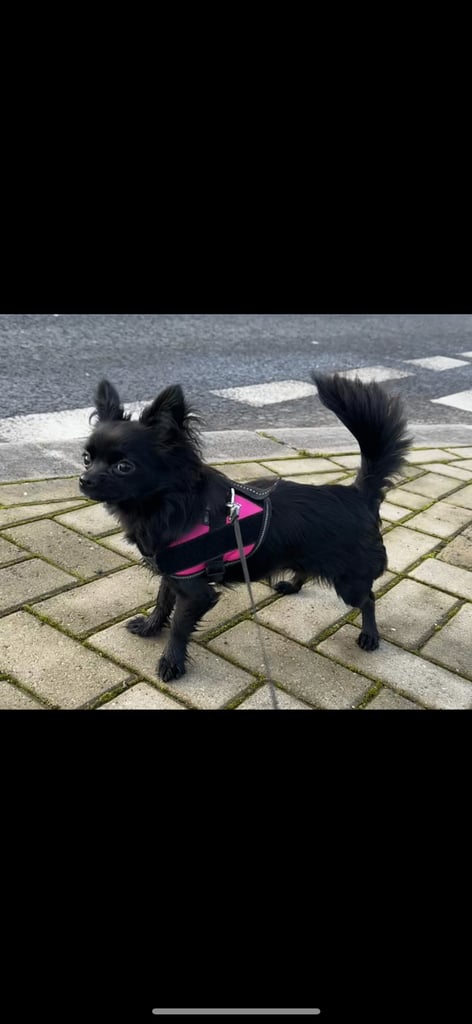 2 year old long haired Chihuahua