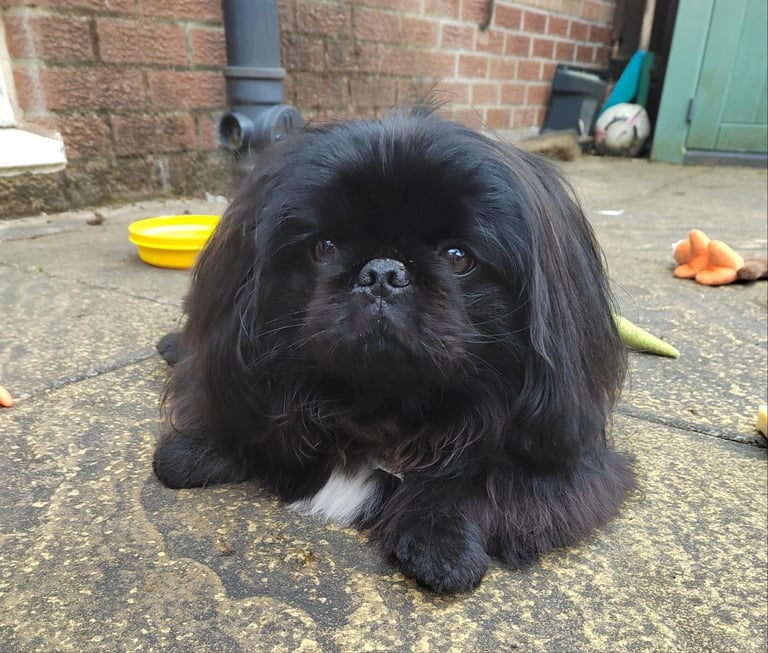 Pekingnese Dog 