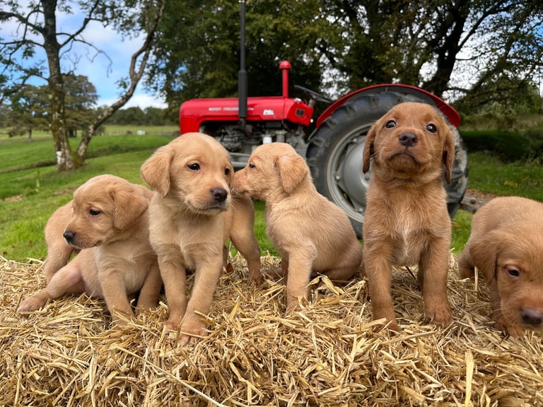 Labrador Retriever Puppies