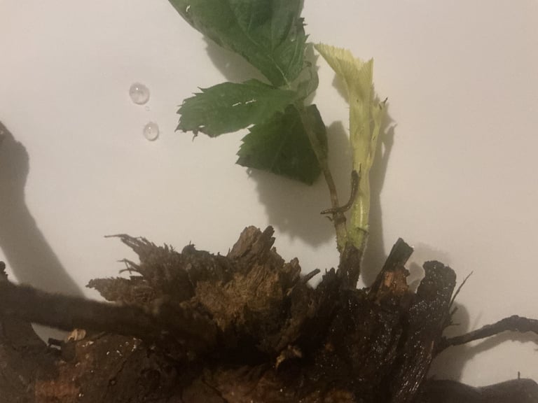 Blackberry Bare Root Ball Plant