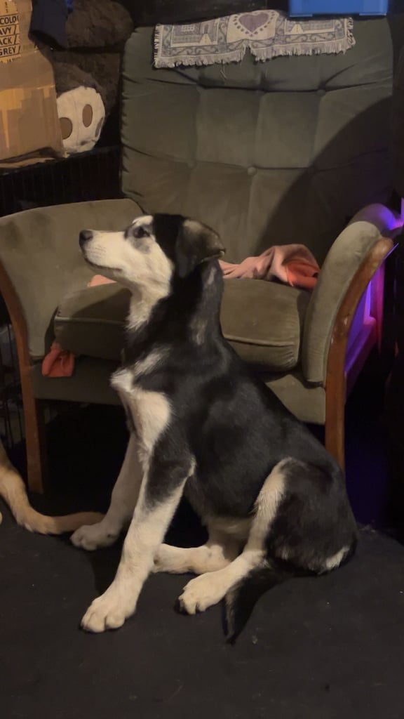 2 female pups - £500 each