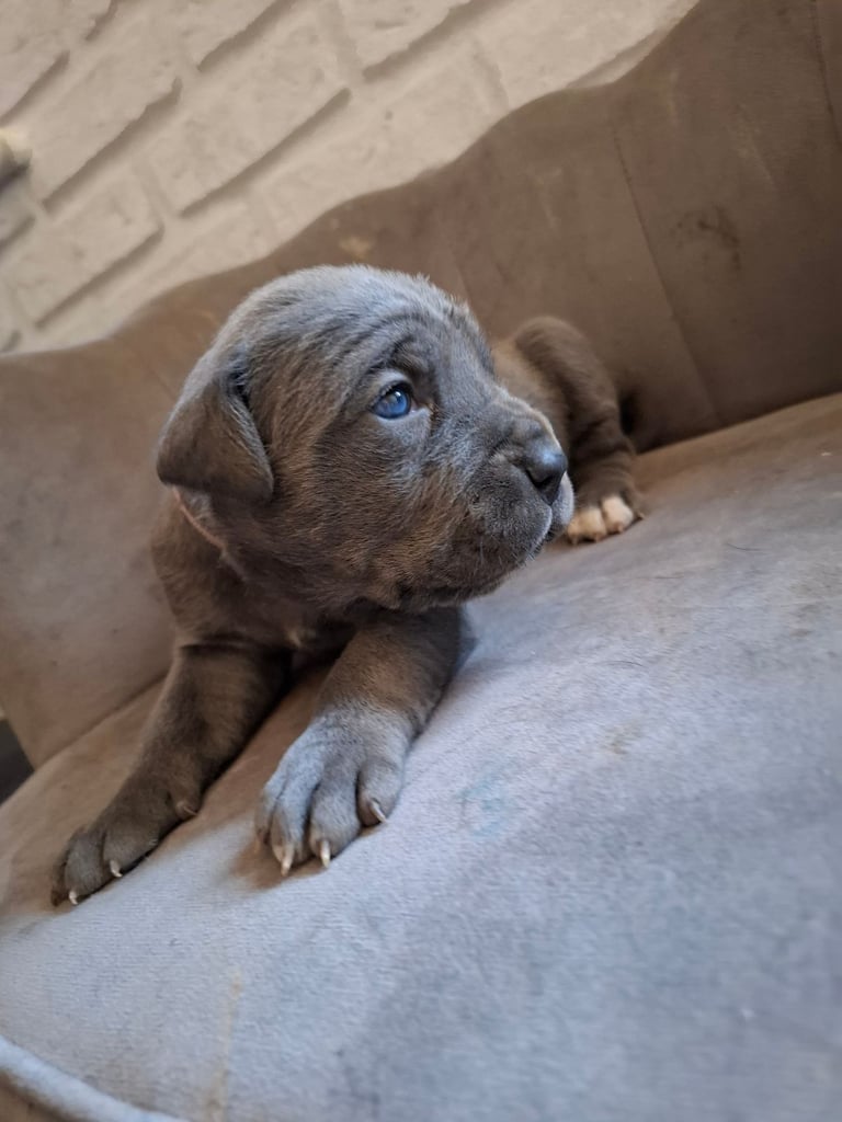 **REDUCED** 2 left Pure Cane Corso puppies (Blue) 2 females left 