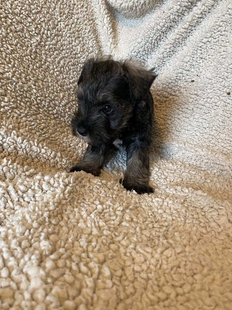 Miniature Schnauzer Dogs Puppies for Sale Gumtree