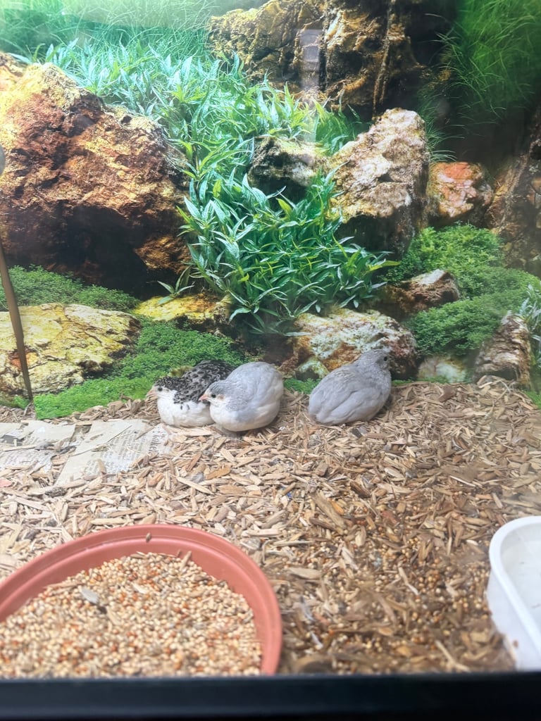 Baby Chinese painted quail 