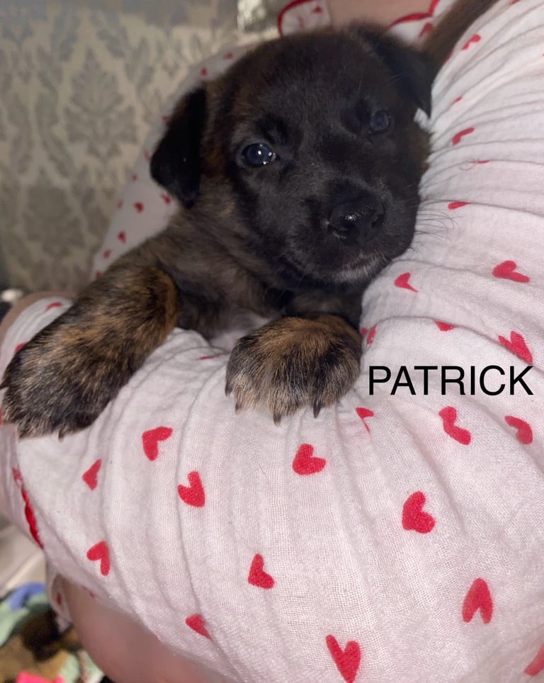 Belgium malinois x bull lurcher puppy’s 