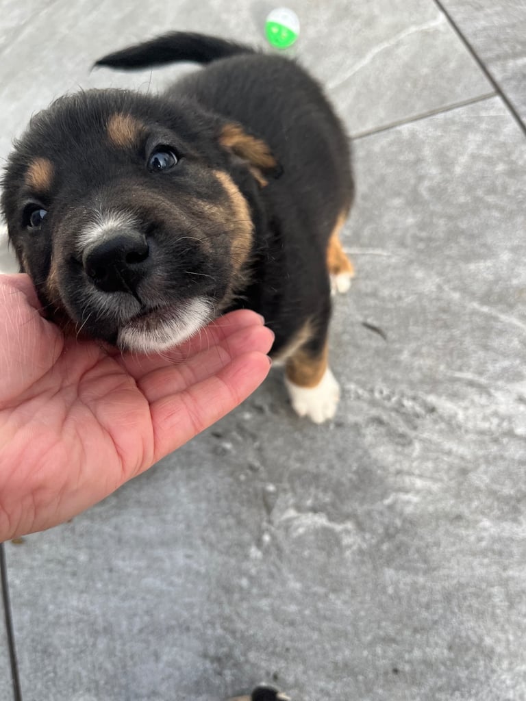 Labradors x Puppies for sale