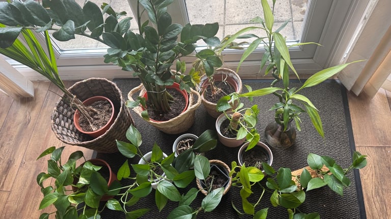 image for Indoor Houseplants Collection - 11 Plants with Pots (ZZ, Pothos, Palm, Bamboo, etc.)