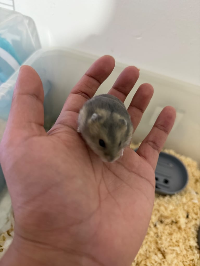 Grey with white belly Russian dwarf hamster 
