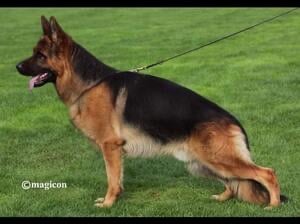 German shepherd puppies 