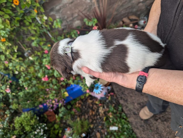 English Springer Spaniel Puppies 