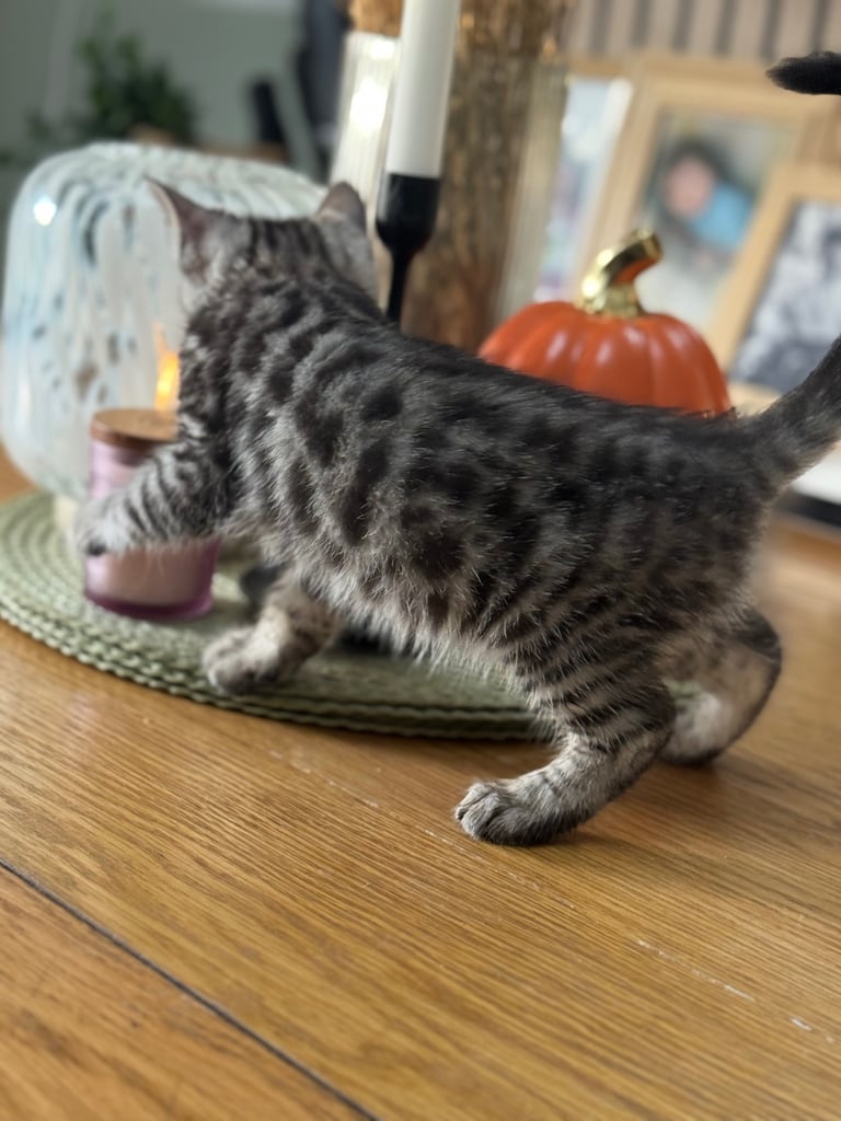 Maine coon cross Bengal kittens ready now 