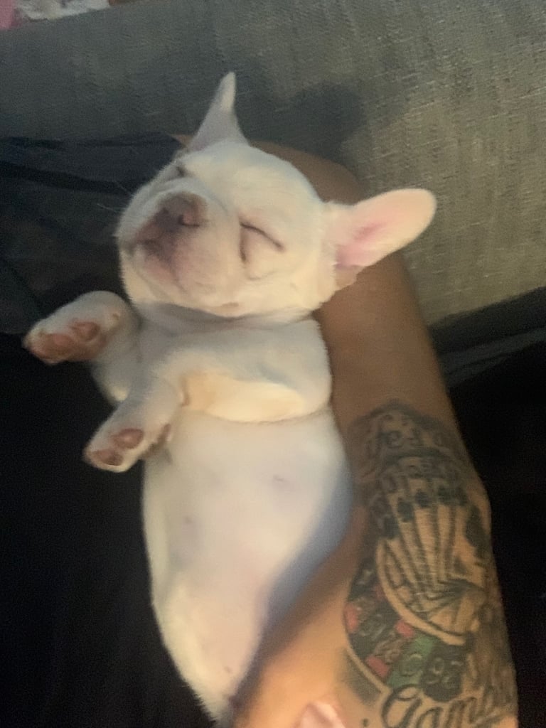 image for Frenchie puppies READY NOW 