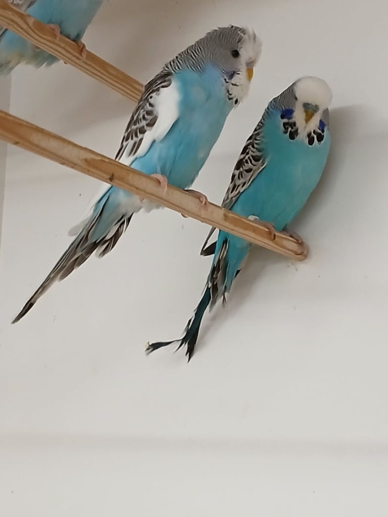 Baby Budgies and 7 mouth old Budgies