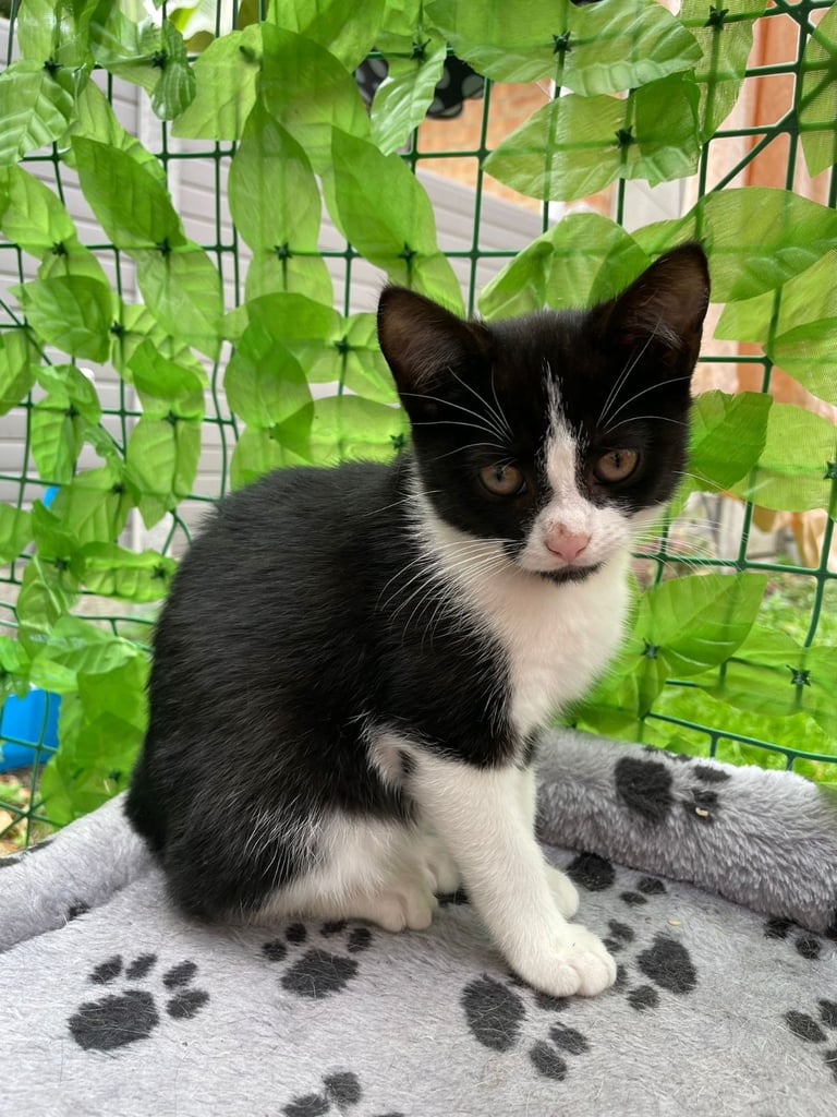 1 superb kitten