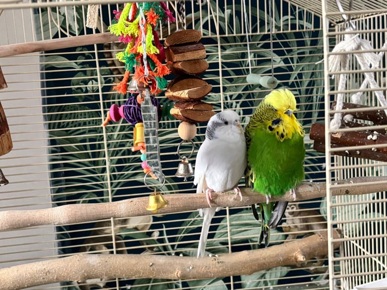 Budgies ane cage 