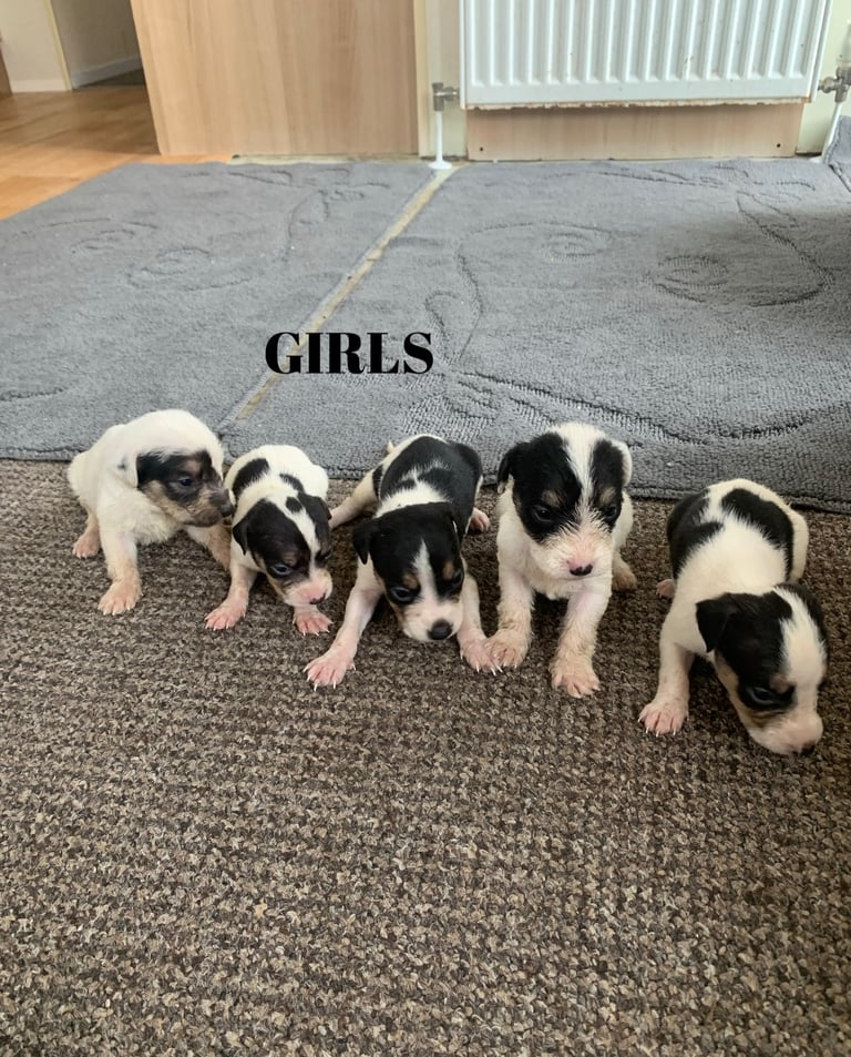 Jack Russell puppy’s 