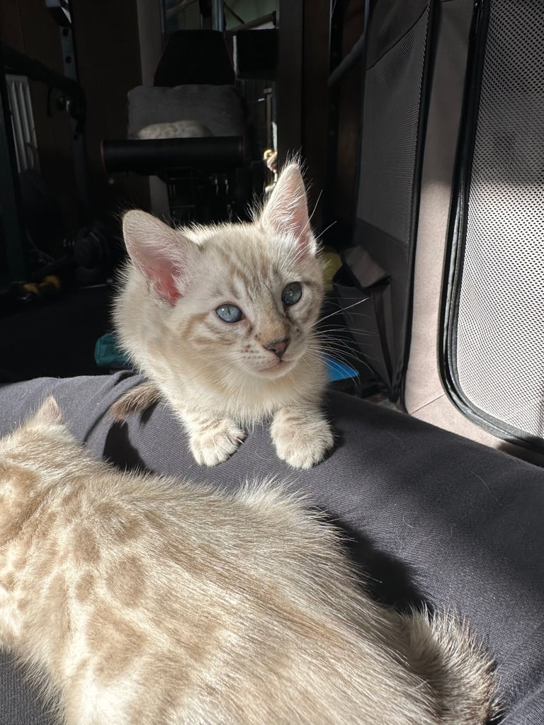 Snow Lynx Bengal kitten 