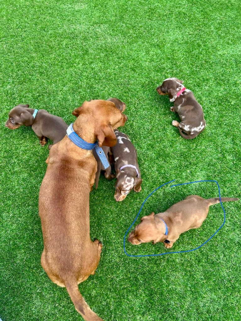 Miniature Dash hounds puppies for sale