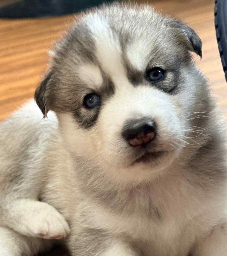 Beautiful Siberian Husky puppies 