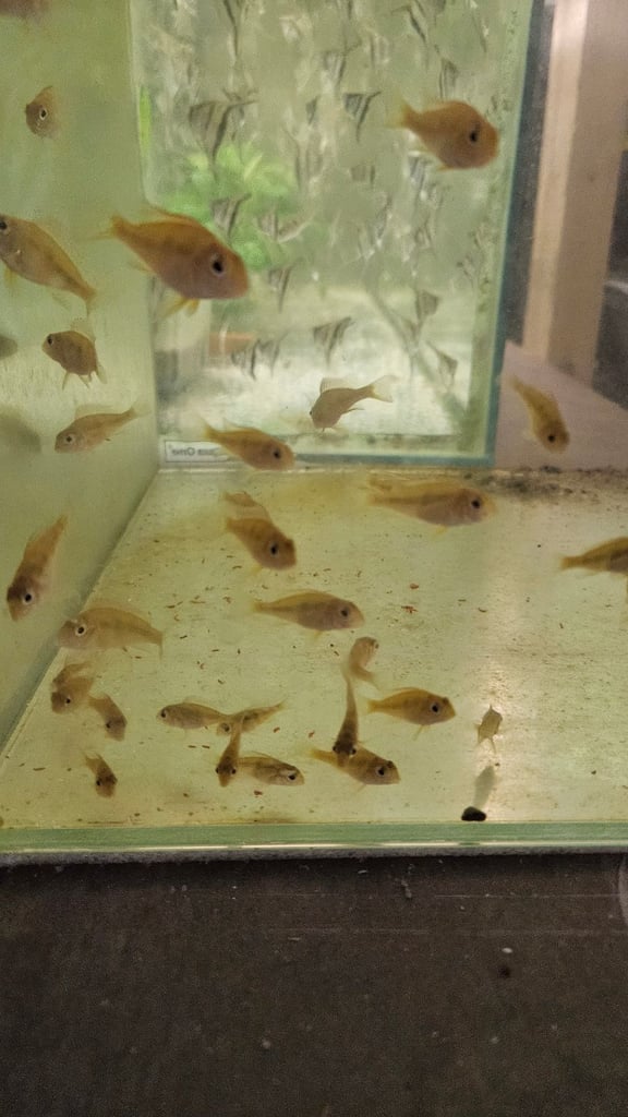 Red back manacapuru,Red head Geophagus, guppies 