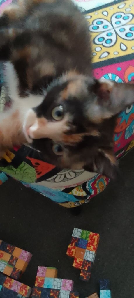 Beautiful kitten ready for loving new home