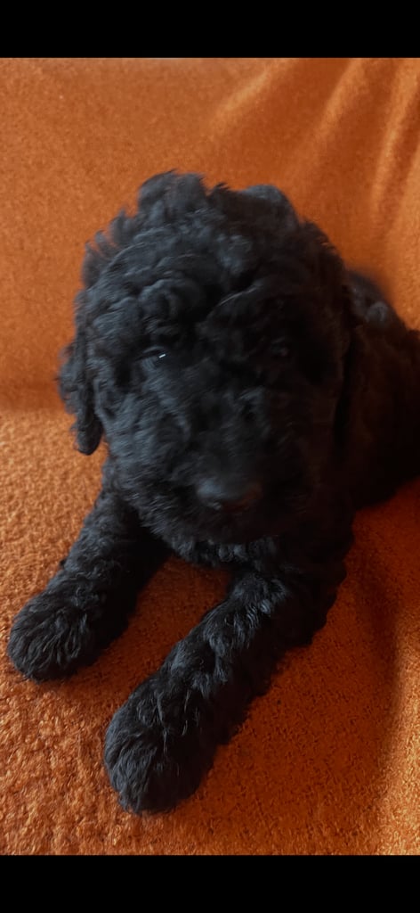 Labradoodle Puppies For Sale