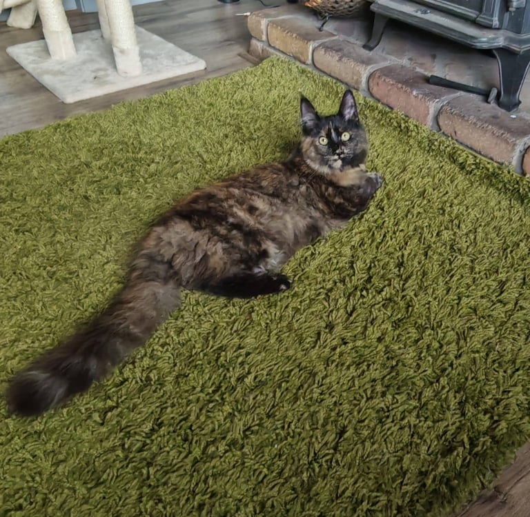 GCCF registered Maine Coon kitten 