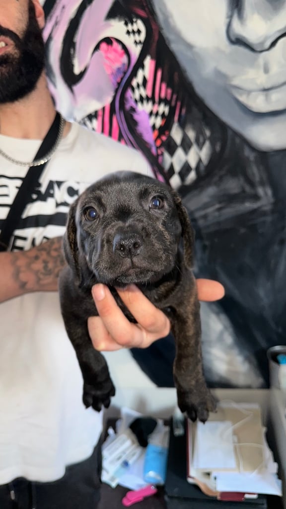 image for Staffordshire bull terrier 