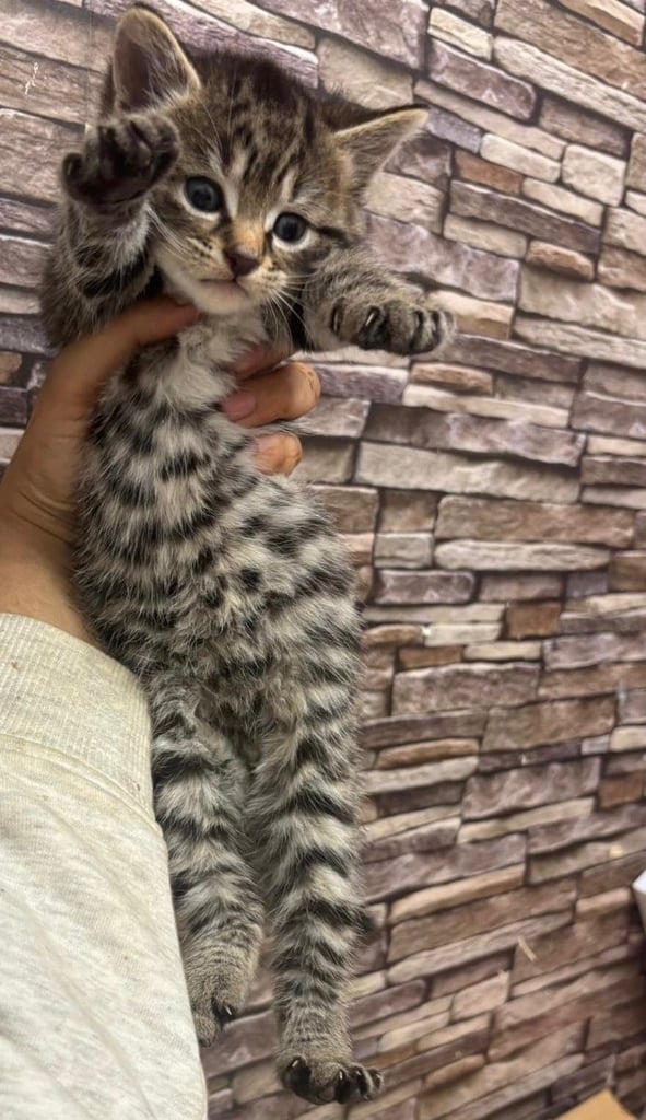 Parent Cat and Kittens for sale