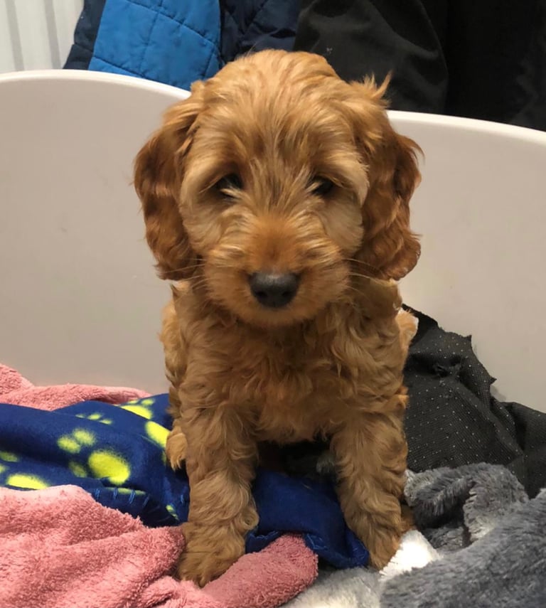 Cockapoo puppies (cocker spaniel x poodle) 