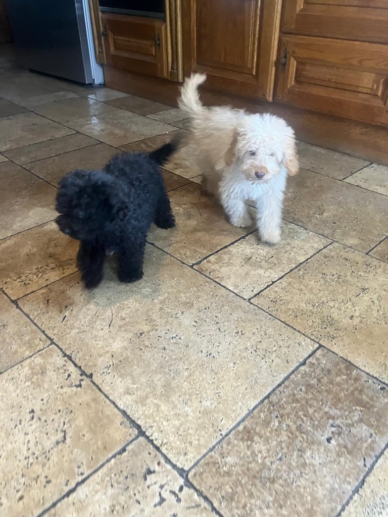 Cockapoo pups for sale. 