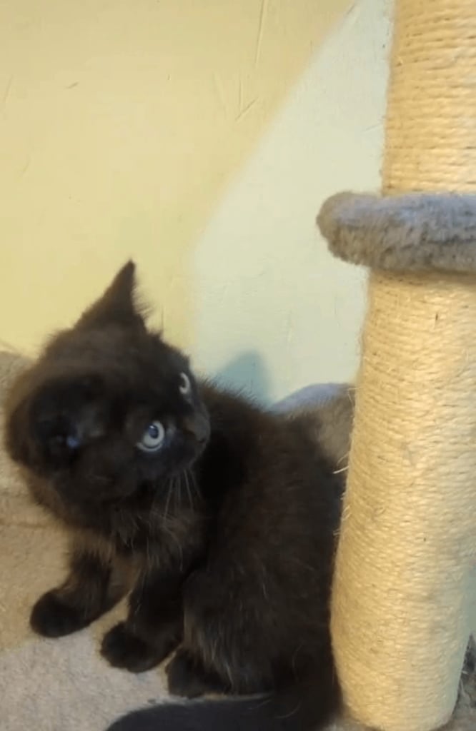 🐾BSH KITTEN 🐾