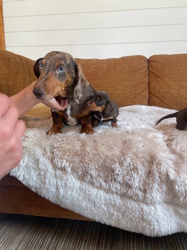 Miniature dachshund puppy 