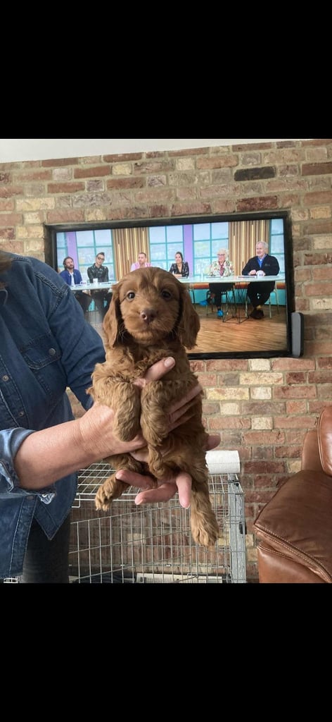 Cockapoo puppies 