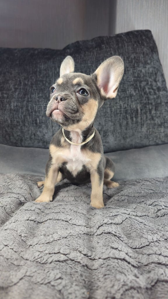 KC unique french bulldog puppies
