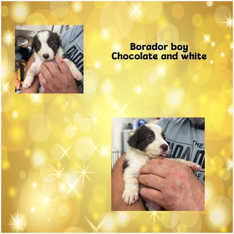 image for Borador puppies