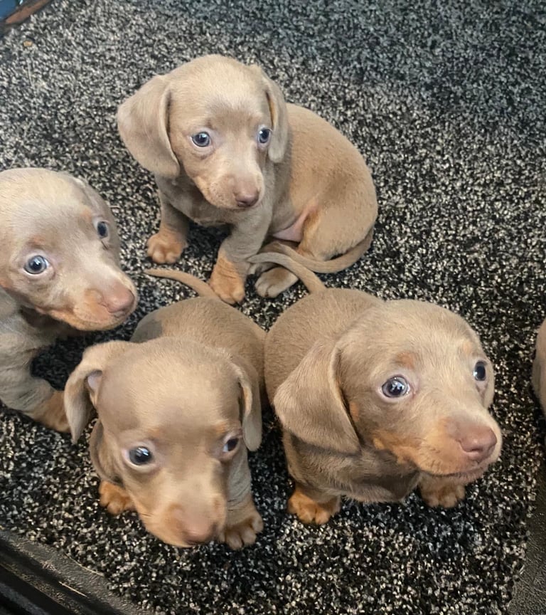 Isabella and tan Mini Miniture dachshund smoothed hair 