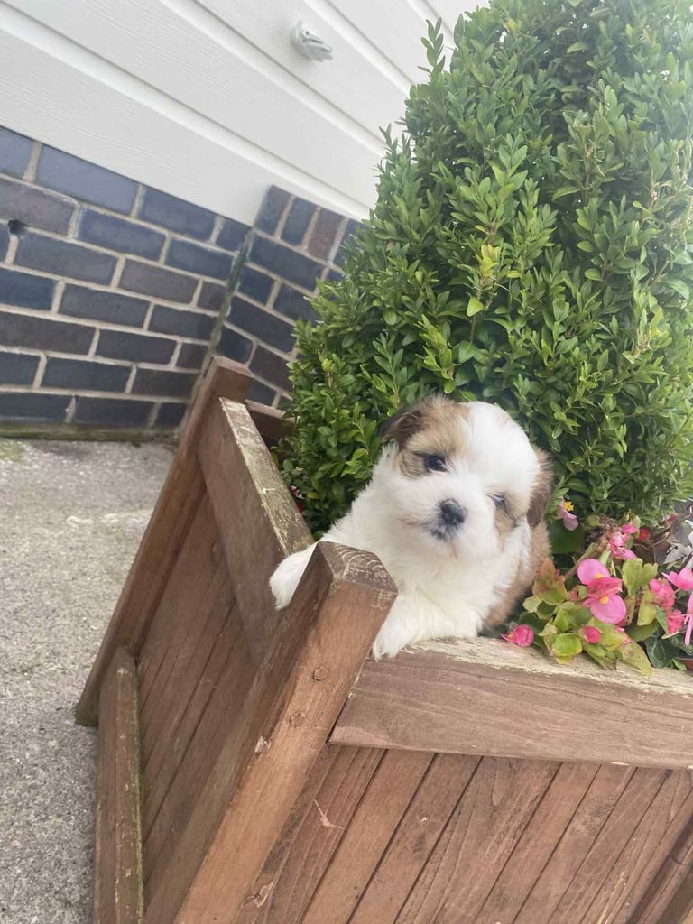 image for Shih Tzu /Jack Russell 