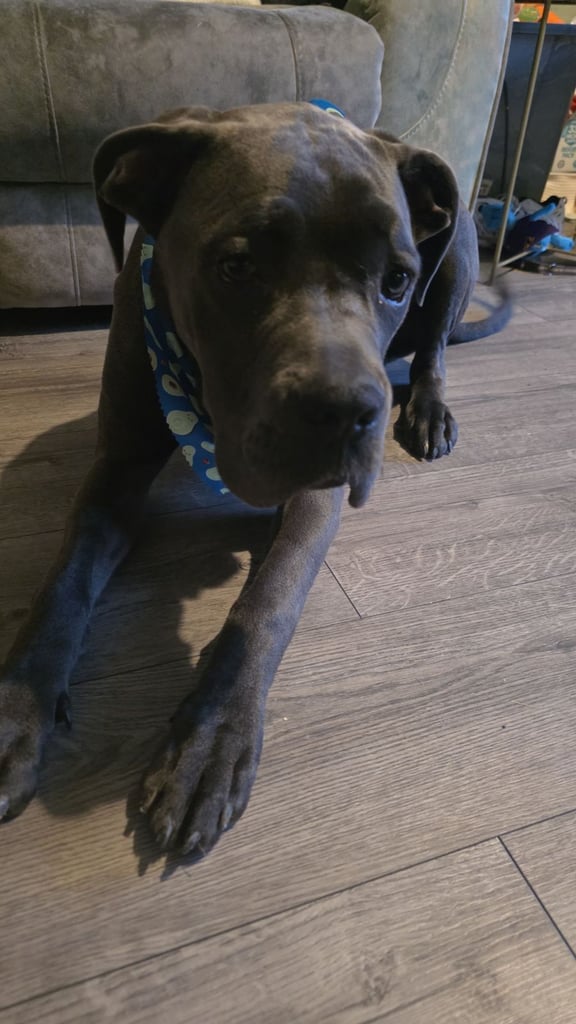 Cane corso pup 7 months old