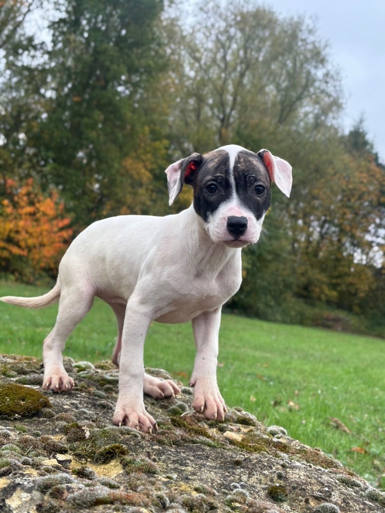 Staffy puppy