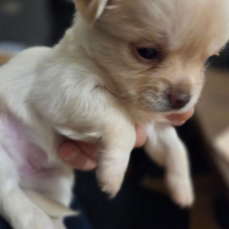 Chihuahua Puppies for sale