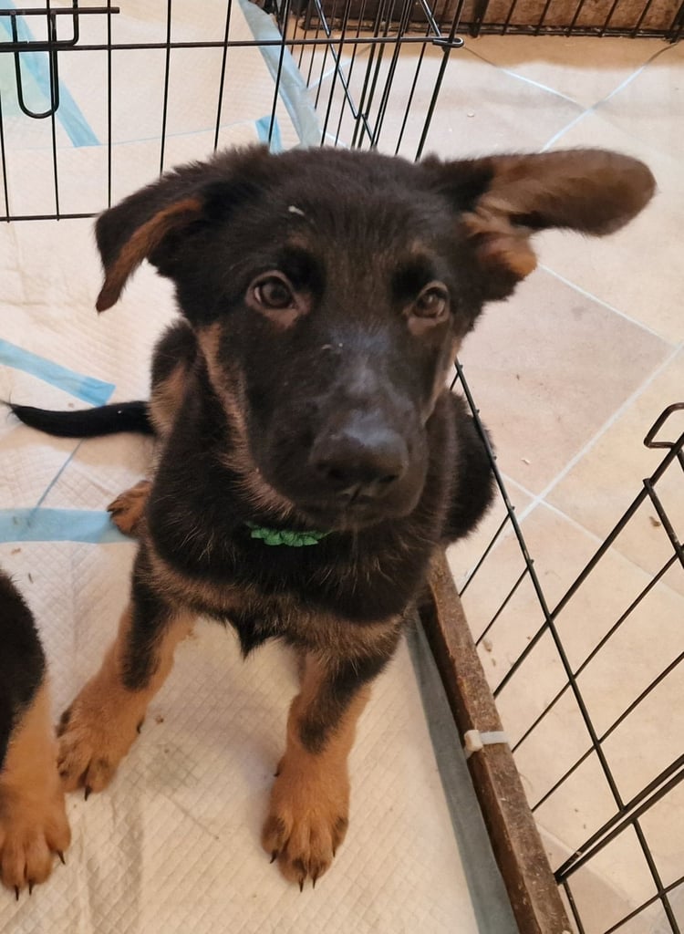 German shepherd puppies