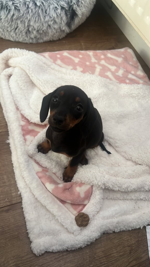 Miniature Dachshund female puppy